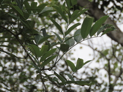 Millettia