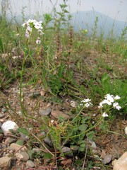 Dontostemon pinnatifidus