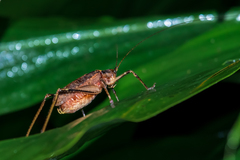 Chibchella