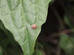 Hemisphaerius formosus