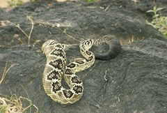 Crotalus molossus nigrescens