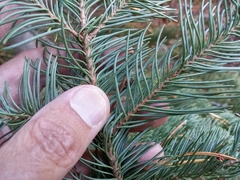 Abies magnifica