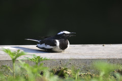 Motacilla maderaspatensis