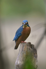 Alcedo atthis