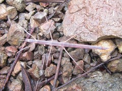 Pachymorpha simplicipes