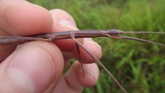 Pachymorpha simplicipes