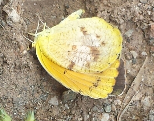 Cabeza del Muerto