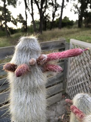 Cleistocactus strausii