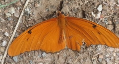 Dryas iulia