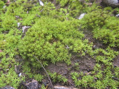Trichostomum brachydontium