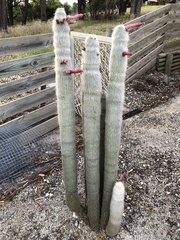 Cleistocactus strausii