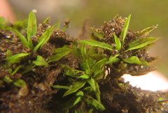 Trichostomum brachydontium