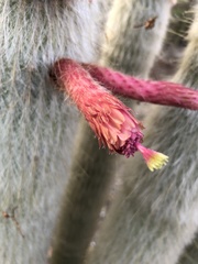 Cleistocactus strausii