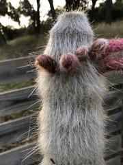 Cleistocactus strausii