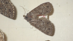 Xestia speciosa