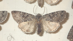 Xestia speciosa