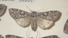 Xestia speciosa