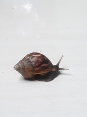 Lissachatina fulica