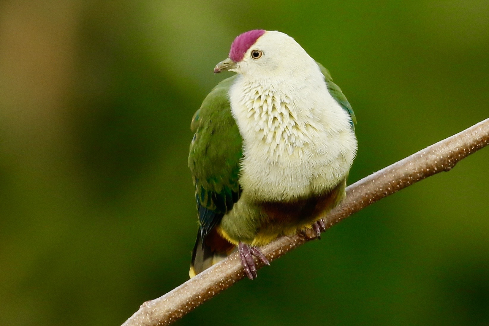 Ptilinopus porphyraceus (Temminck, 1821)