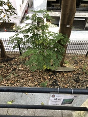 Broussonetia papyrifera