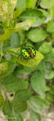 Chrysocoris purpureus