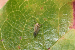 Hemiptera