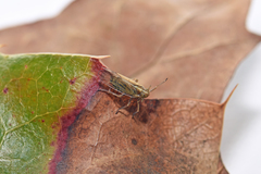 Hemiptera