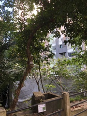 Aglaia odorata microphyllina