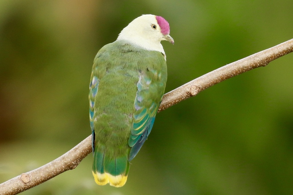 Crimson-crowned Fruit-Dove photo