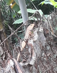 Calotes versicolor