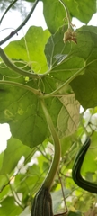 Luffa acutangula