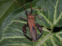 Pseudomictis distinctus