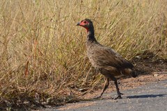 Pternistis swainsonii swainsonii