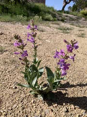 Penstemon carnosus