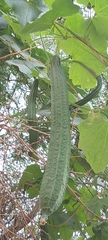 Luffa acutangula
