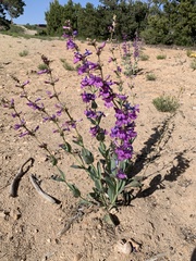 Penstemon carnosus
