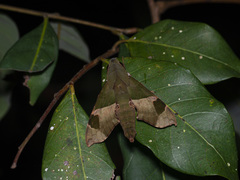 Angonyx testacea