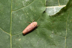 Thamnotettix exemtus