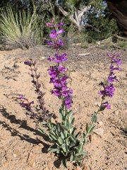 Penstemon carnosus