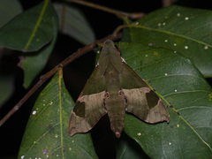 Angonyx testacea