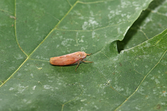 Thamnotettix exemtus