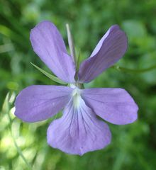 Viola cornuta