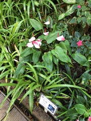 Anthurium andraeanum