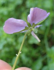 Viola cornuta
