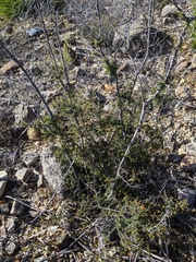 Micrantheum serpentinum