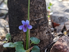 Viola serpentinicola