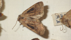 Diarsia mendica