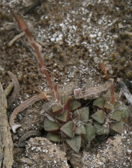 Anacampseros retusa