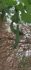 Luffa acutangula