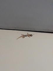 Hemidactylus platyurus